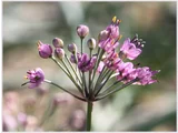 Allium chinense