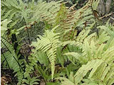 Microlepia marginata