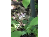 淫羊藿