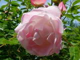 薔薇 "粉色母亲节"
