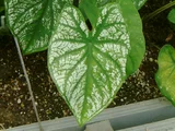 Caladium