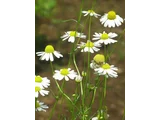 Matricaria chamomilla
