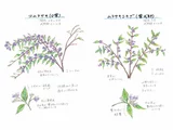 Callicarpa dichotoma