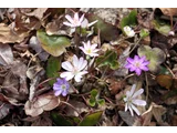 Hepatica pubescens