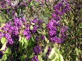 Callicarpa dichotoma