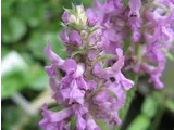Betonica officinalis