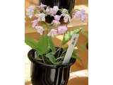 櫻草 '东太'