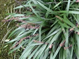 Liriope muscari
