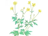 Japanese Buttercup