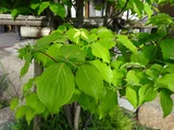 ヤマボウシ