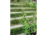 ネコノヒゲ