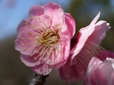 梅 故郷錦