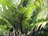 山棕