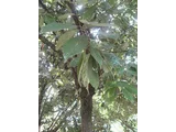 Lithocarpus glaber