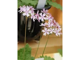 日本桜草 ’北斗星’