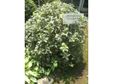Fillichiraghi (variegated Holly)