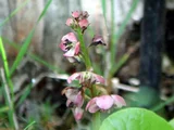 Pyrola alpina