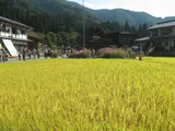 Rice plant