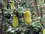 Banksia integrifolia
