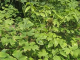 Paeonia suffruticosa