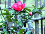 藪椿