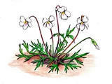 Viola sieboldiana