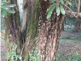 Photinia serratifolia