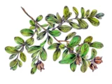 ツゲ | Buxus microphylla var. japonica | かぎけん花図鑑