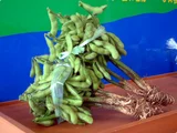 Soybean