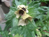 henbane