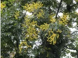 Chinese flame tree
