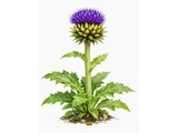 Cirsium purpuratum