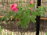 Paeonia suffruticosa