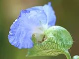 オオボウシバナ