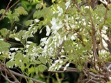 ヤマフジ '白花美短'