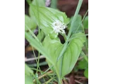 舞鹤草