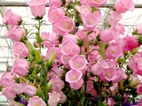 Campanula