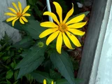 Helianthus tuberosus