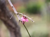 梅花 ’鹿岛红’