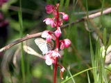 Pyrola alpina