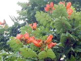 African Tulip Tree