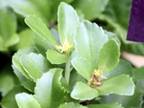 海滨珍珠菜
