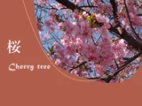 Cherry blossom