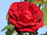 Rose 'Niccolo Paganini'