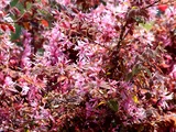 Chinese fringe flower