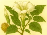 Datura tatula