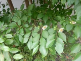 日本紫茎