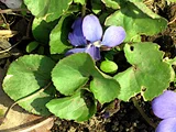 藍菫菜