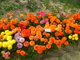 Persian buttercup