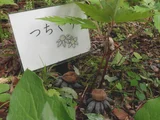 日本拟秃马勃